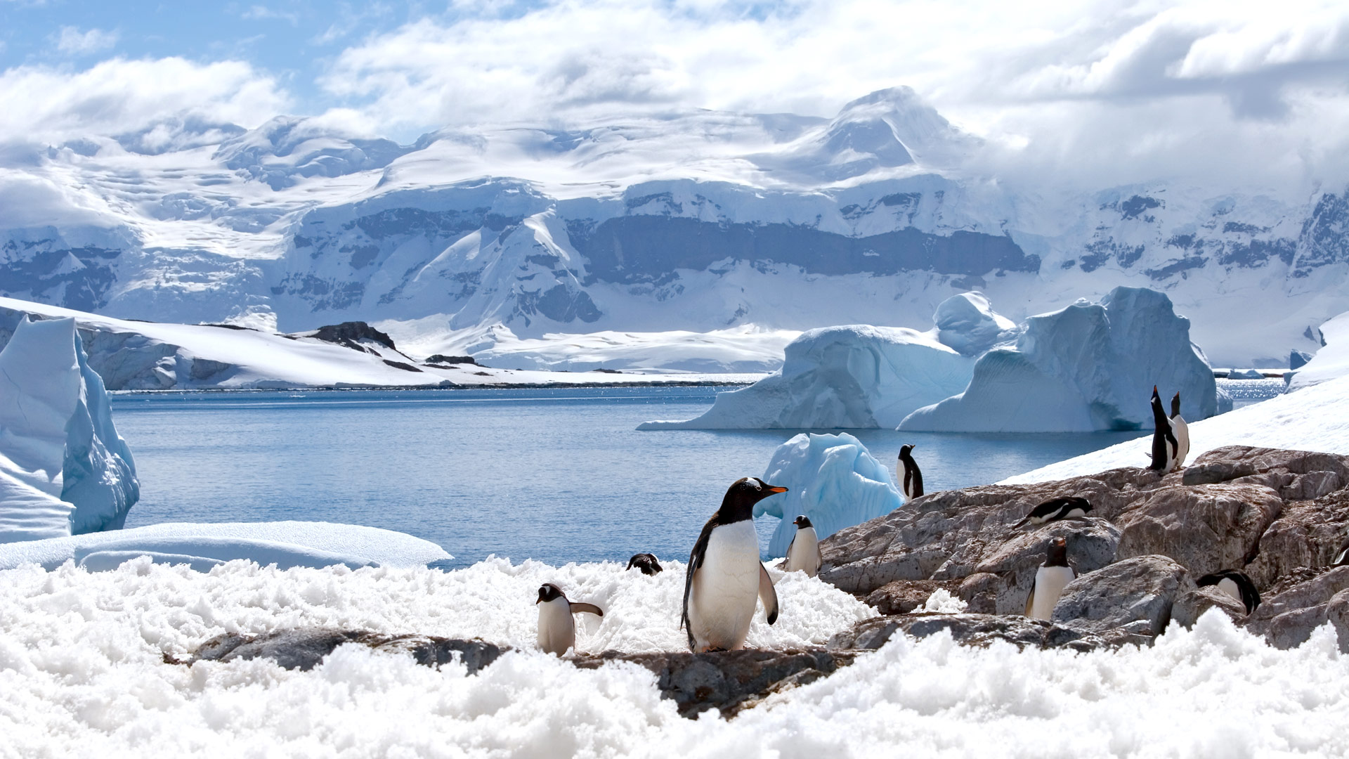 Safari to South Shetland