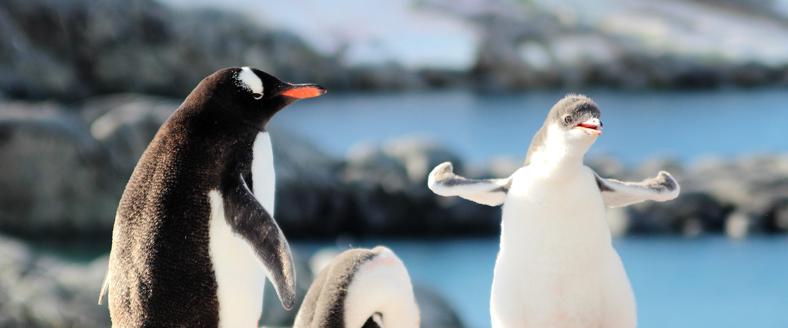 let us know your thoughts about Antarctica and we will make help you create the perfect trip 