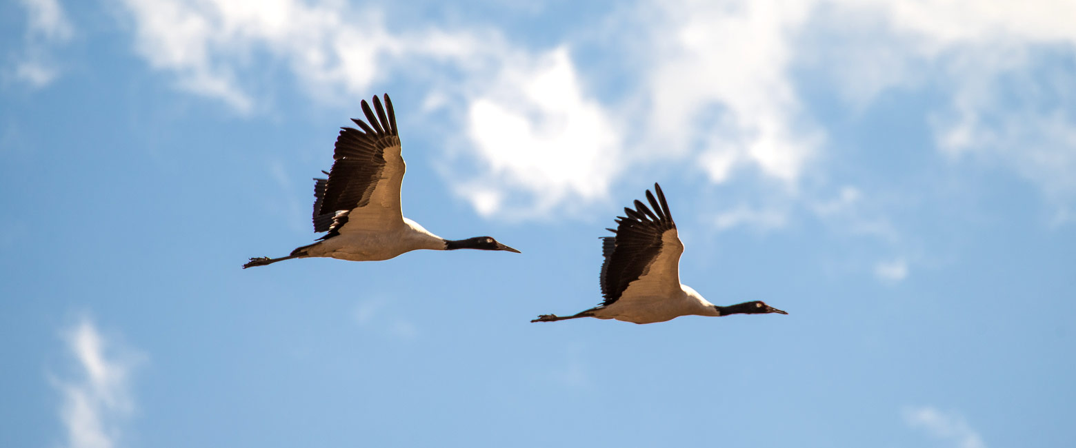 let us know your thoughts about Bhutan and we will make sure to deliver the perfect safari