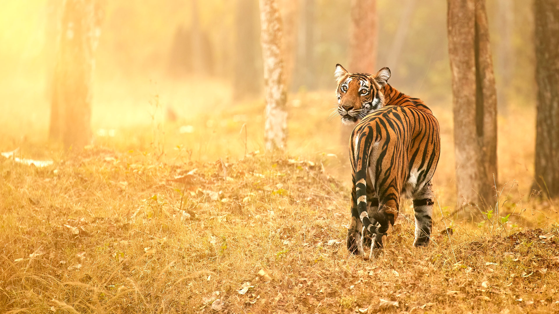 Safari in India