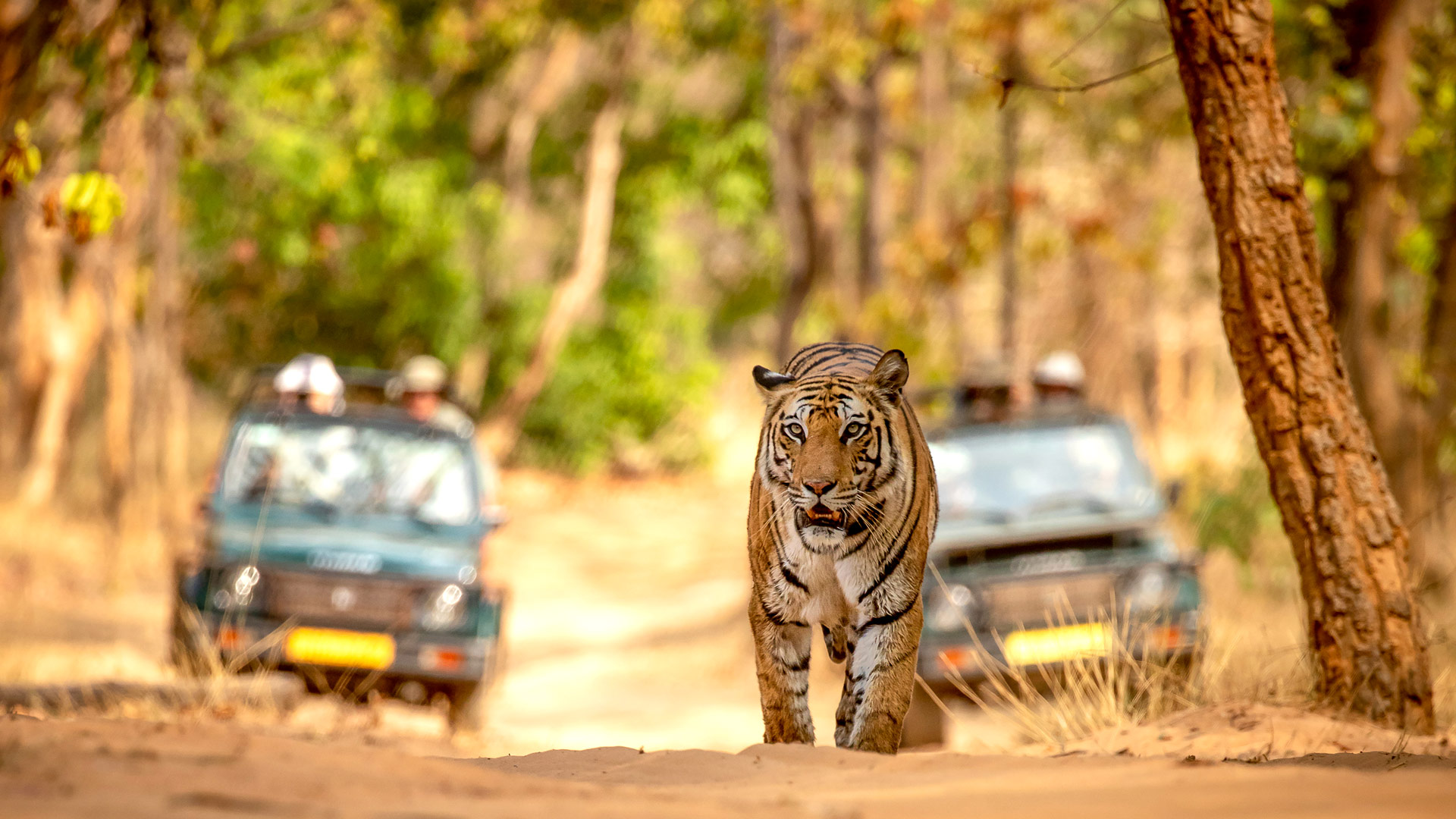 Safari in Bandhavgarh