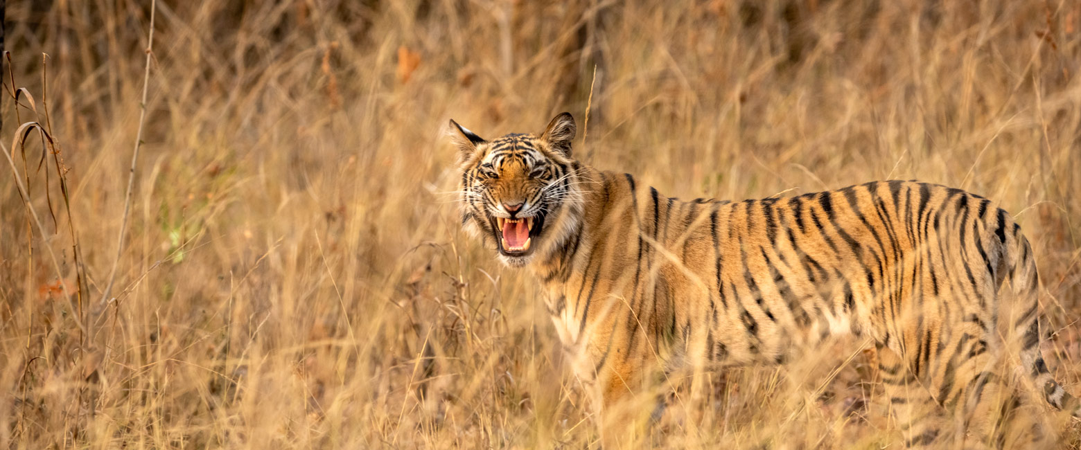 let us know your thoughts about India and we will help you create the perfect safari
