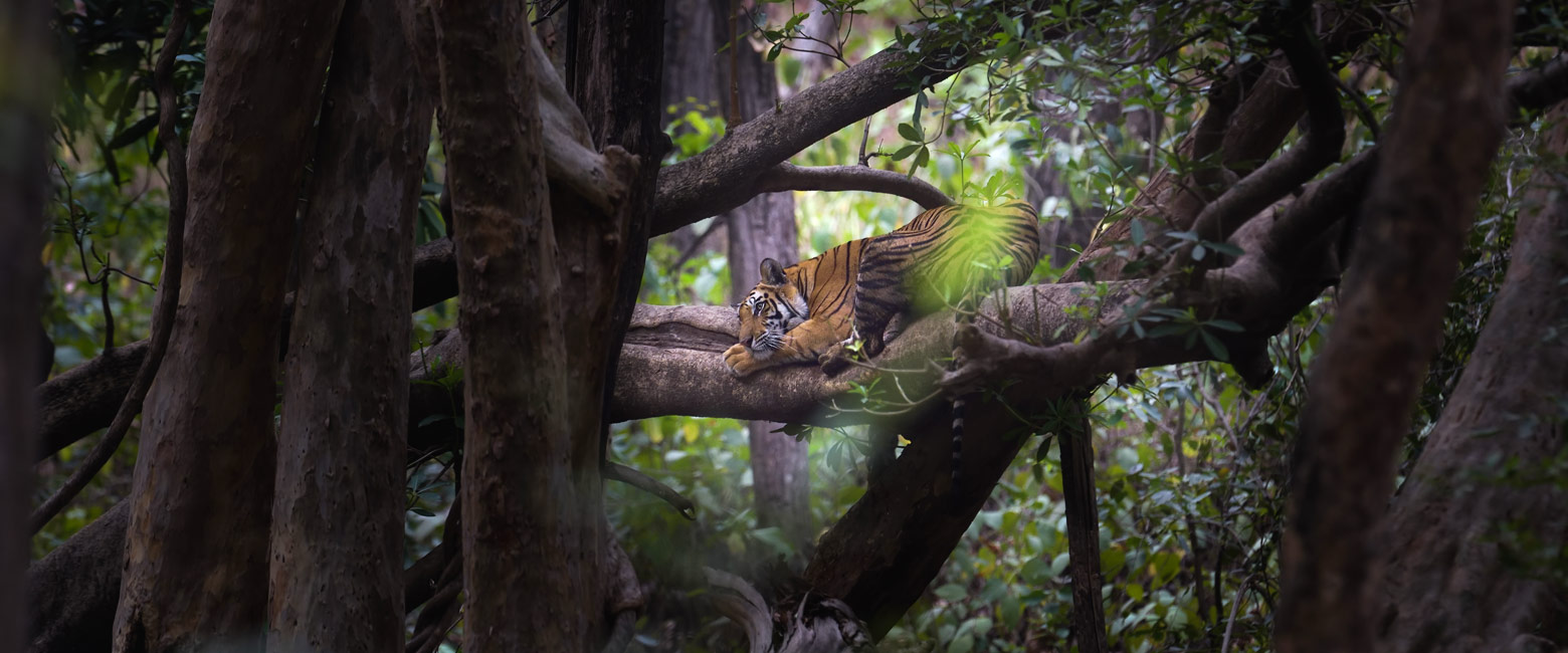 let us know your thoughts about India and we will help you create the perfect safari 