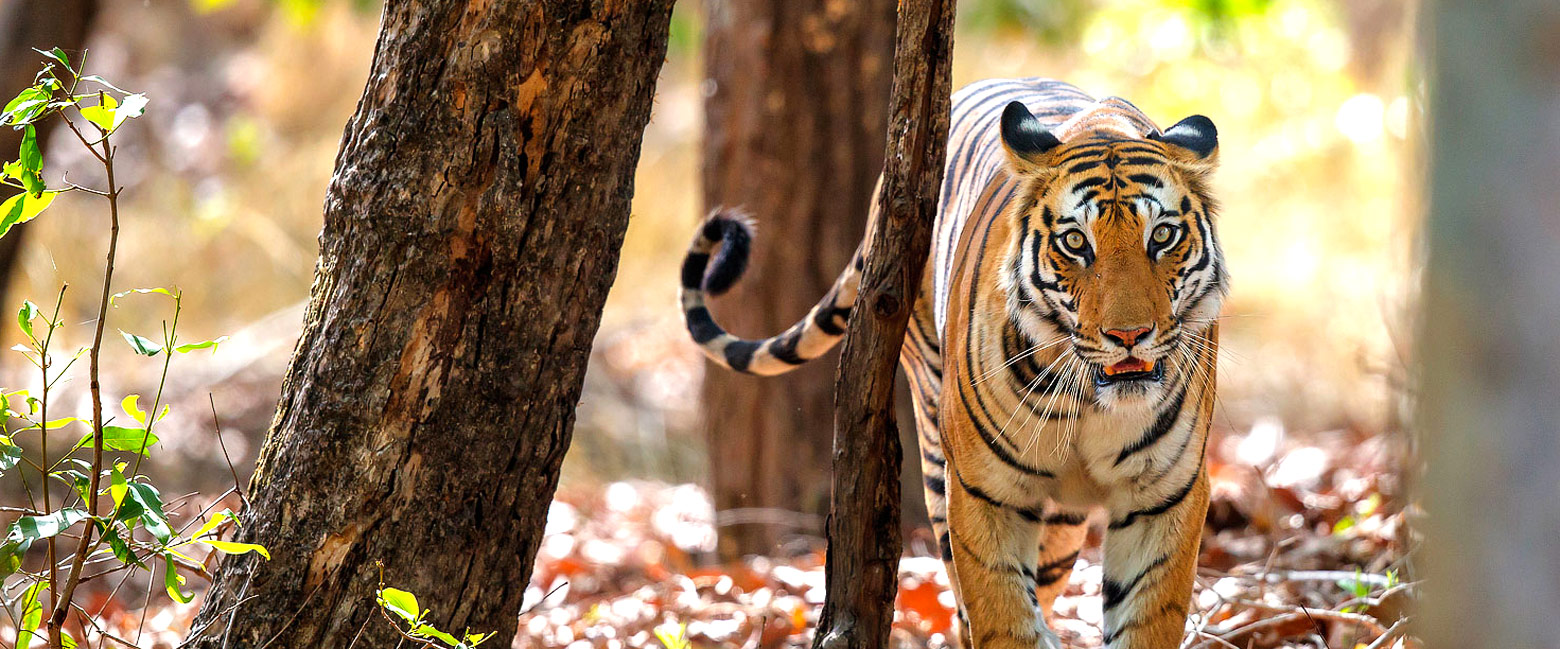 let us know your thoughts about India and we will help you create the perfect safari 