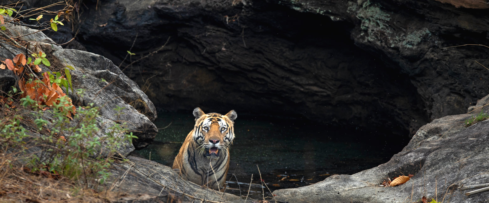 let us know your thoughts about India and we will help you create the perfect safari