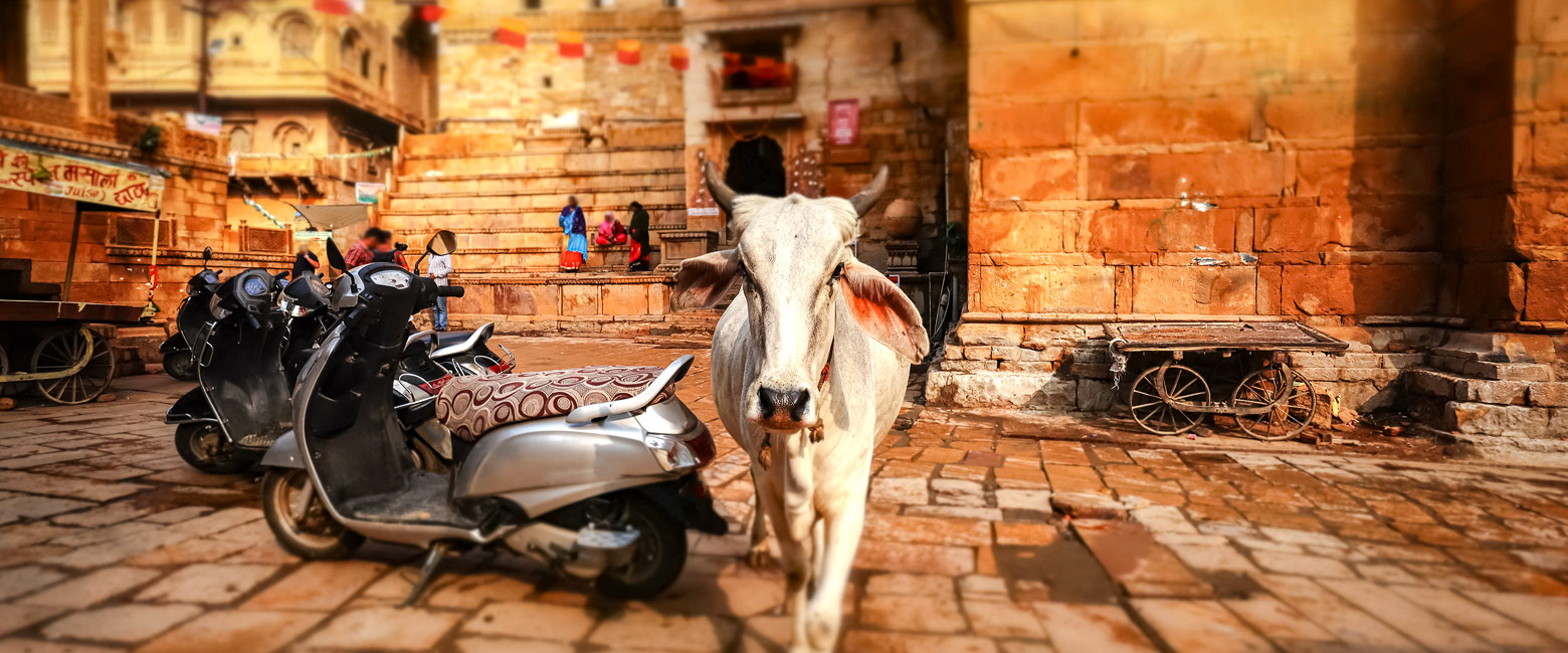 is arguably our favourite of the larger cities in Rajasthan