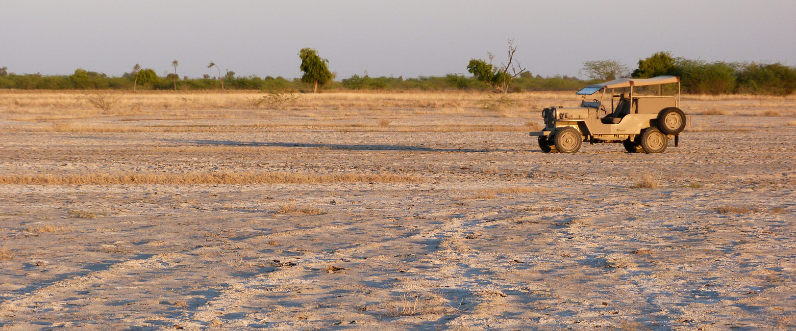 let us know your thoughts about India and we will help you create the perfect safari