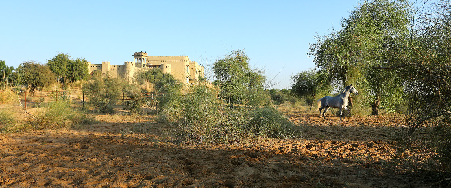 let us know your thoughts about India and we will help you create the perfect safari