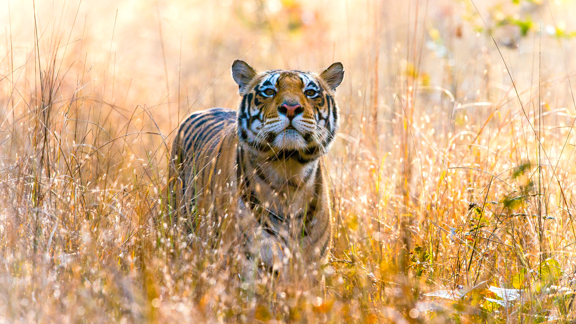 Safari to Kanha