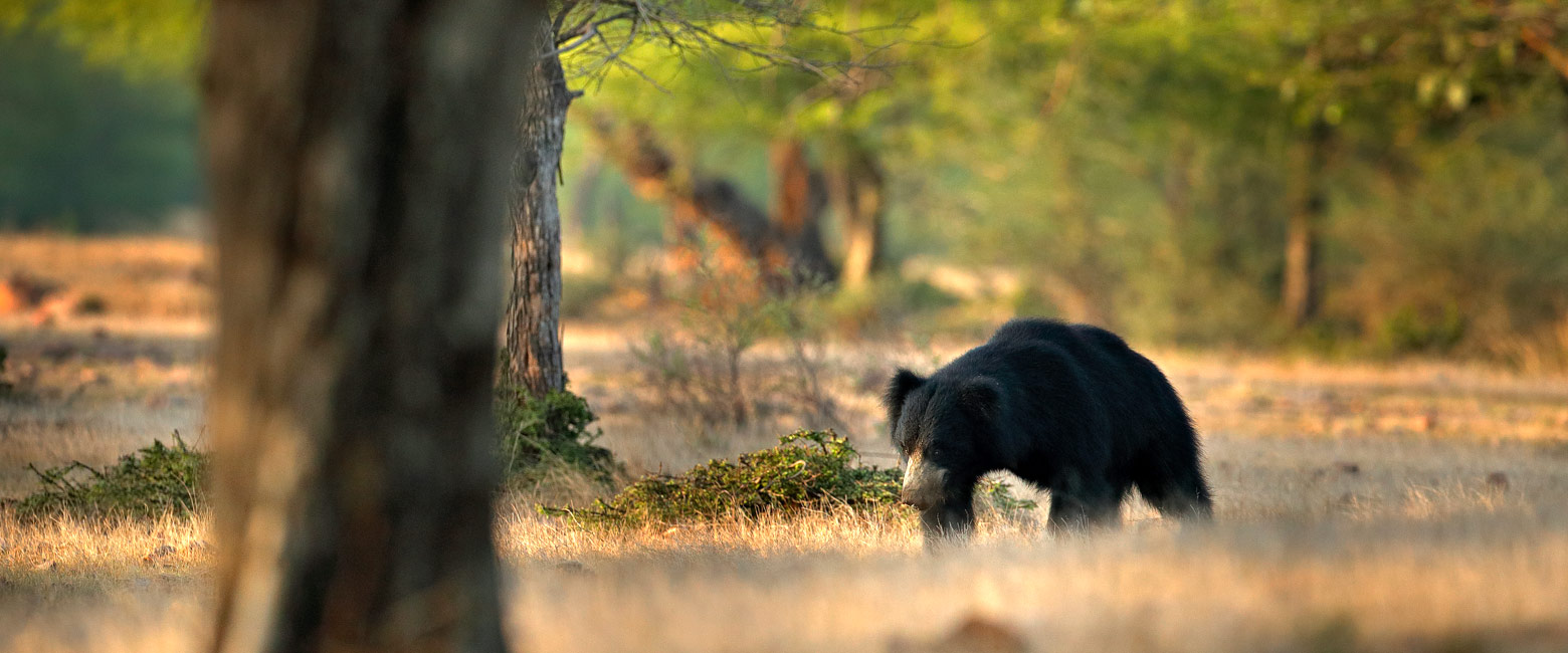 is the arguably the best tiger reserve in India