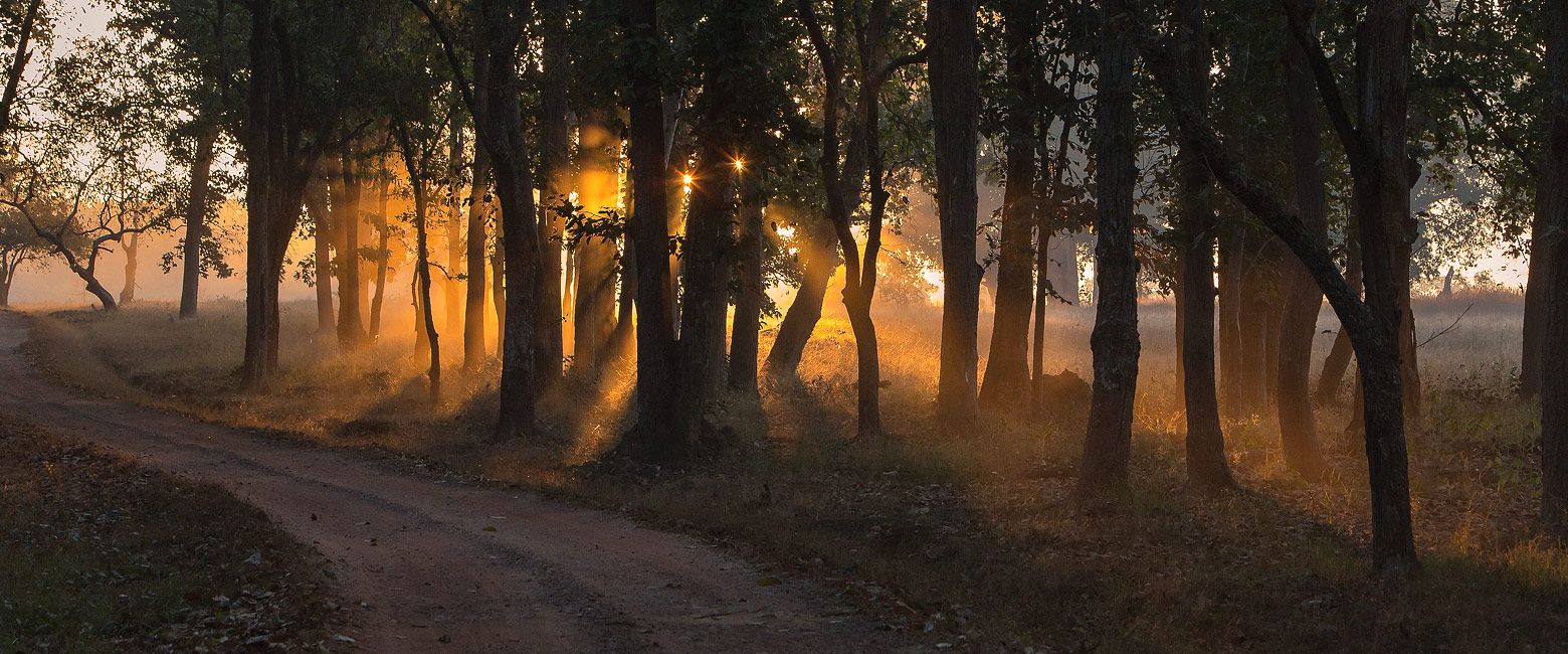 let us know your thoughts about India and we will help you create the perfect trip