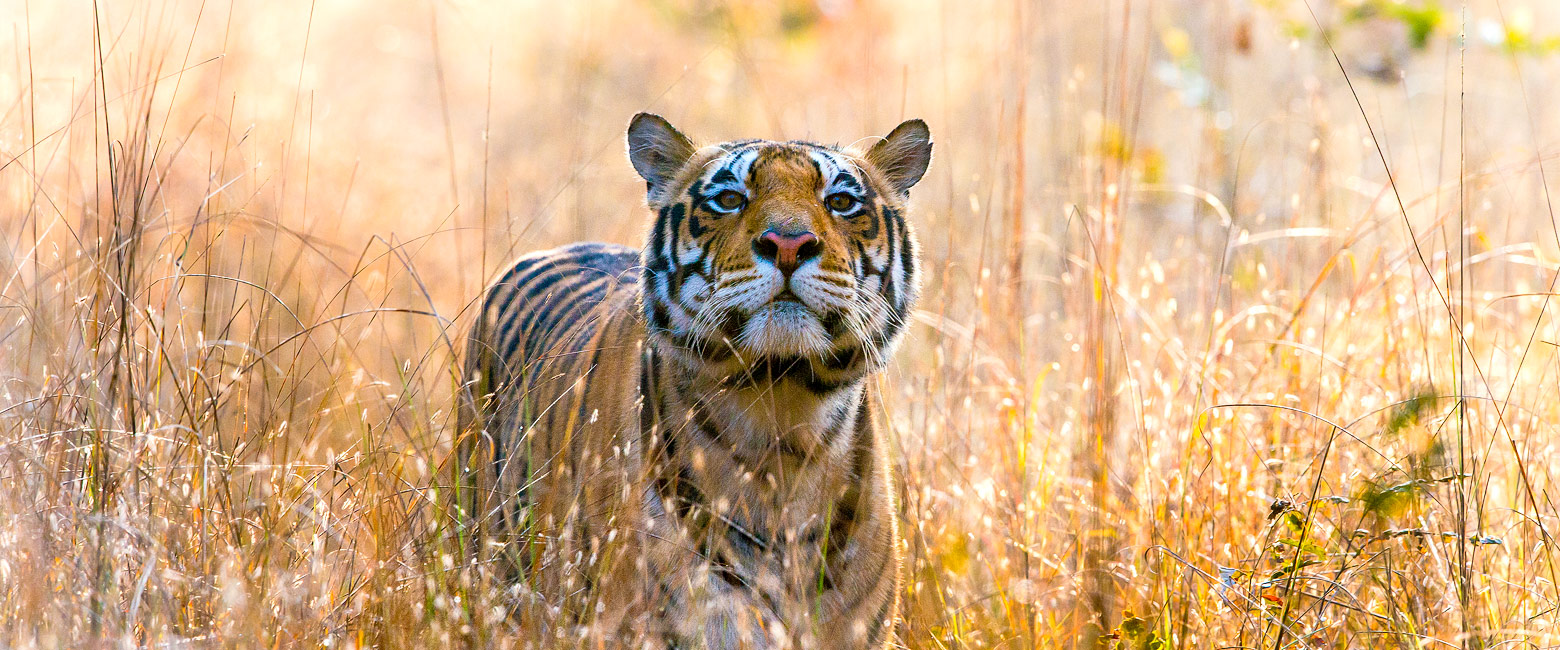 let us know your thoughts about India and we will help you create the perfect safari