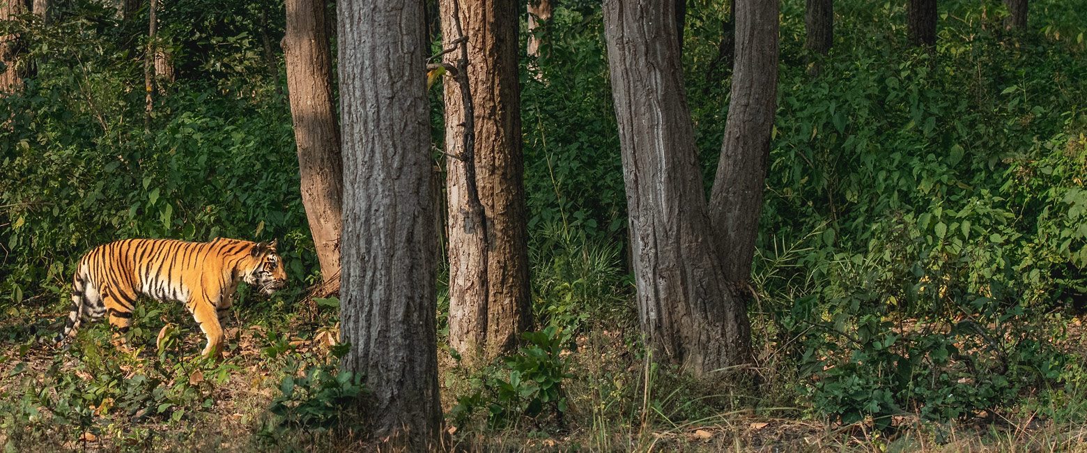 let us know your thoughts about India and we will help you create the perfect safari 