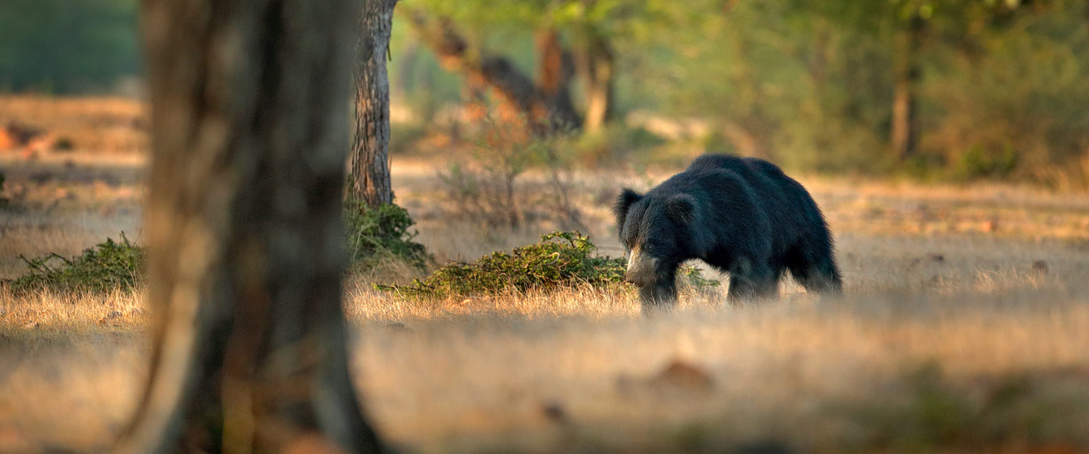 let us know your thoughts about India and we will help you create the perfect safari 