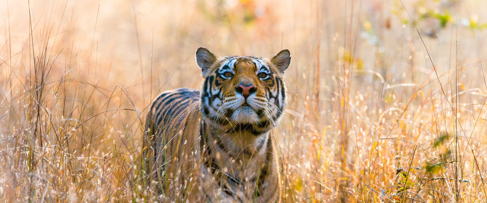 let us know your thoughts about India and we will help you create the perfect safari 