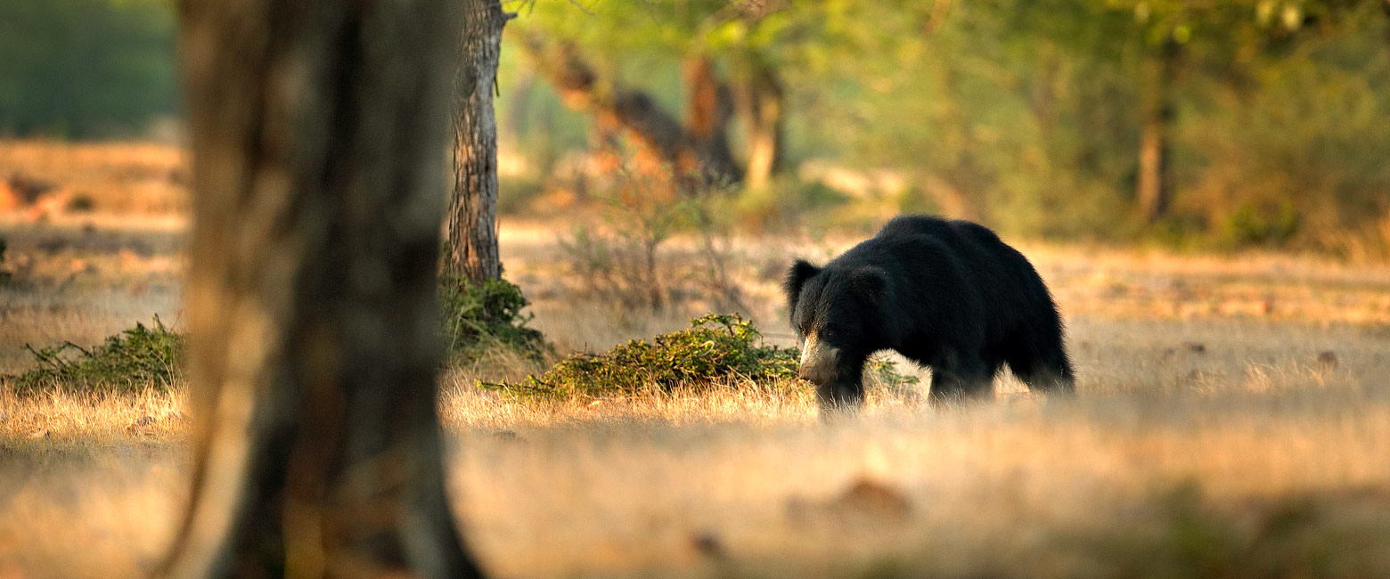 let us know your thoughts about India and we will help you create the perfect safari