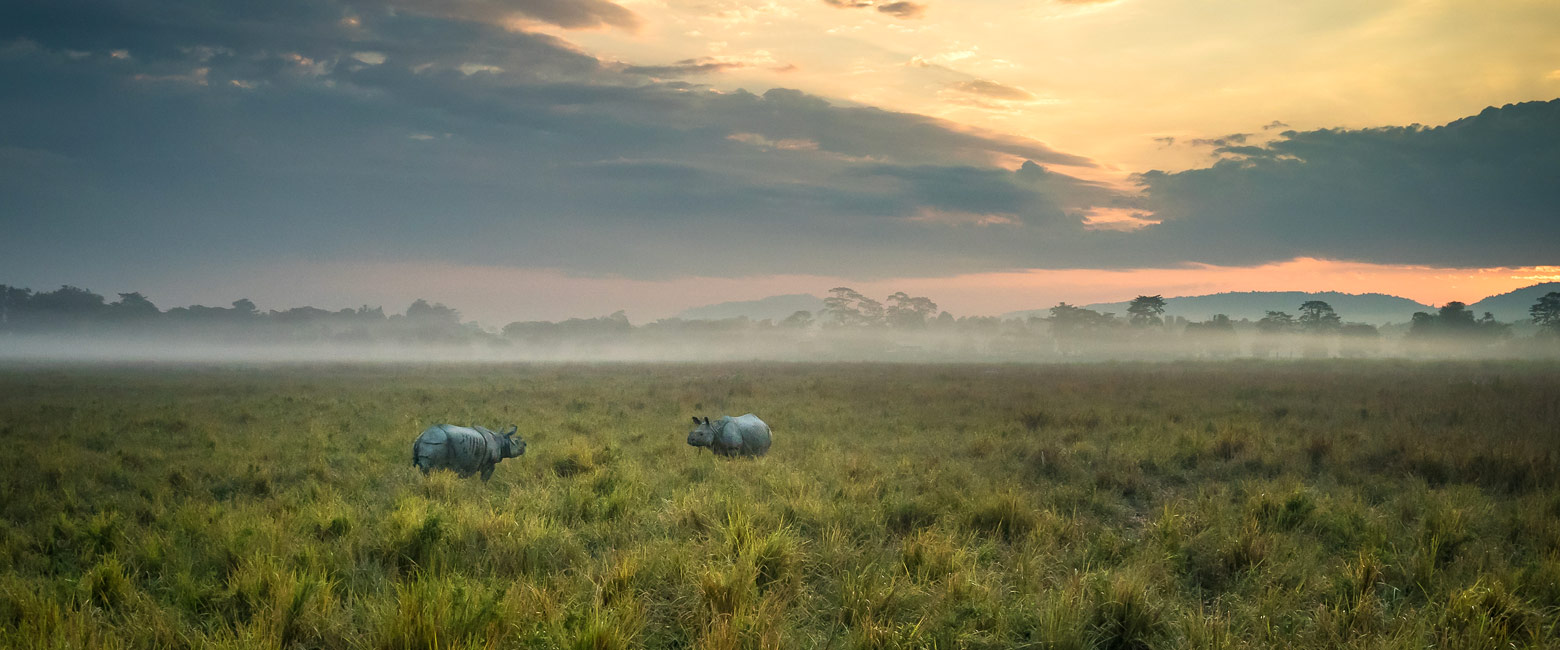 let us know your thoughts about India and we will help you create the perfect safari