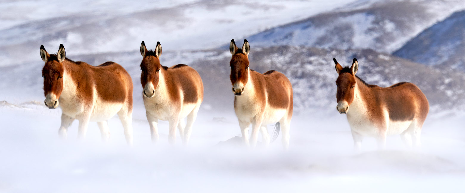 is a stylish camp in the Ladakh area 