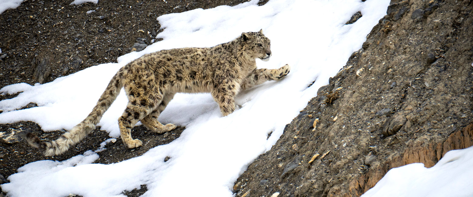 let us know your thoughts about India and we will help you create the perfect safari 