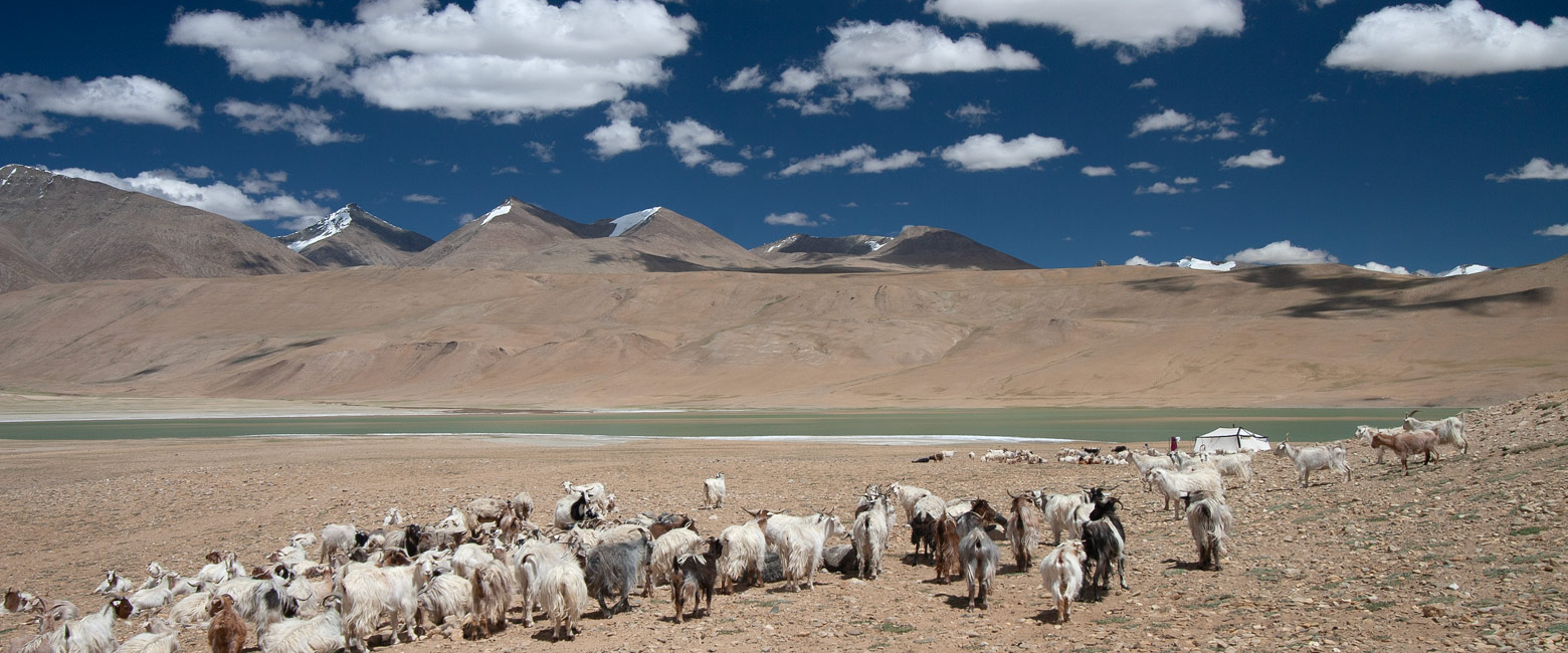 let us know your thoughts about India and we will help you create the perfect safari 