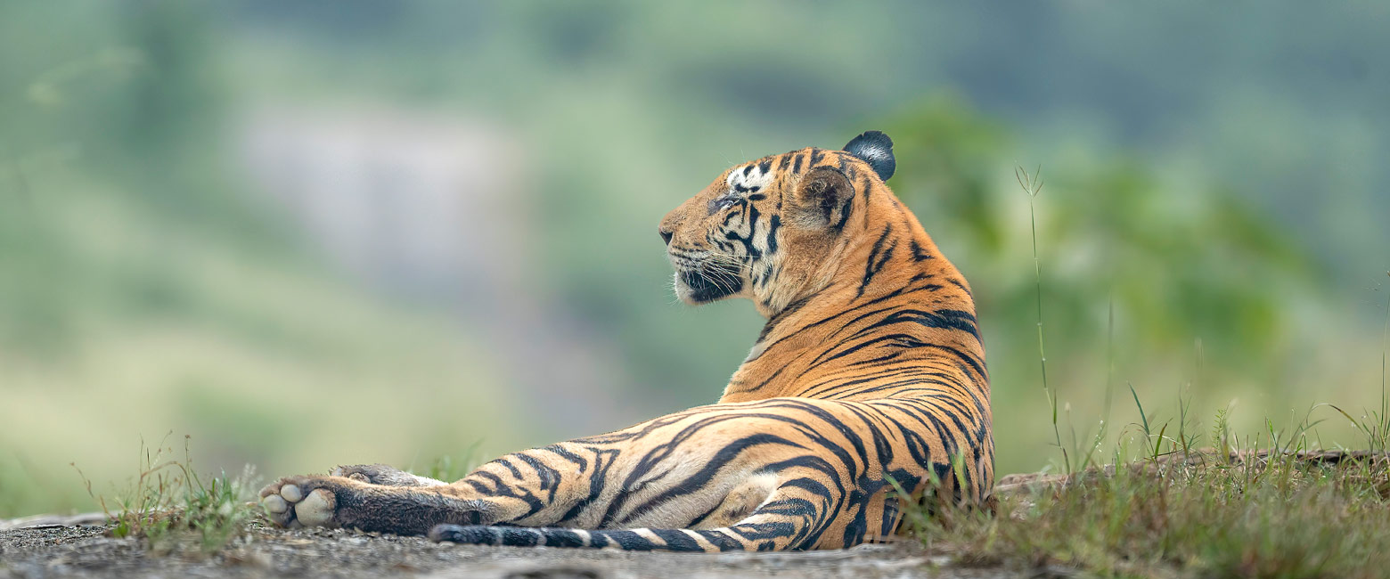 let us know your thoughts about India and we will help you create the perfect trip 