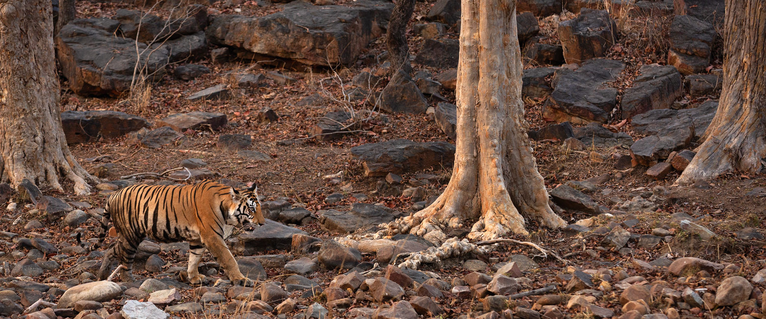 let us know your thoughts about India and we will help you create the perfect safari