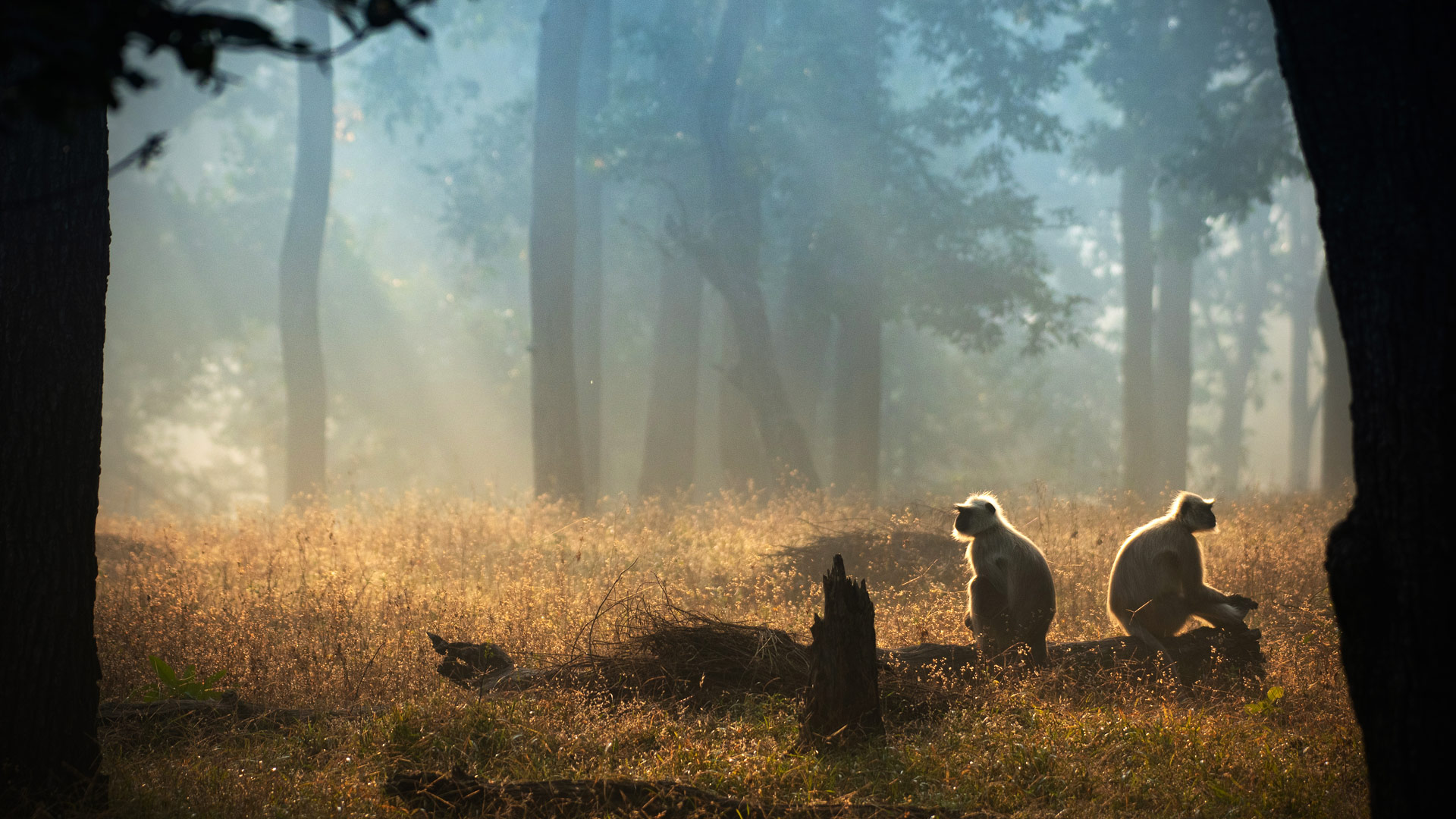 Safari to Pench