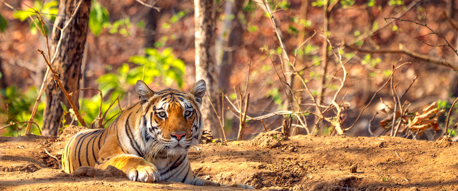 let us know your thoughts about India and we will make help you create the perfect trip 
