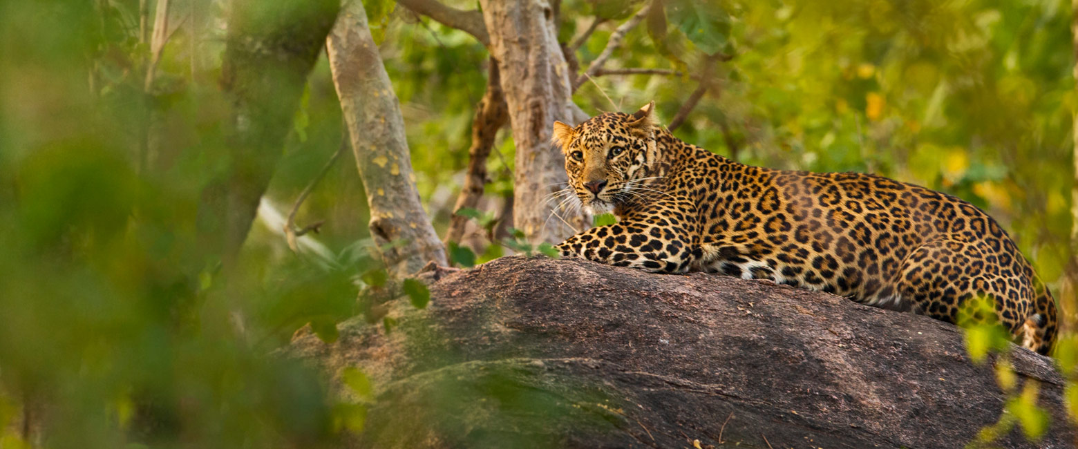 let us know your thoughts about India and we will help you create the perfect safari 