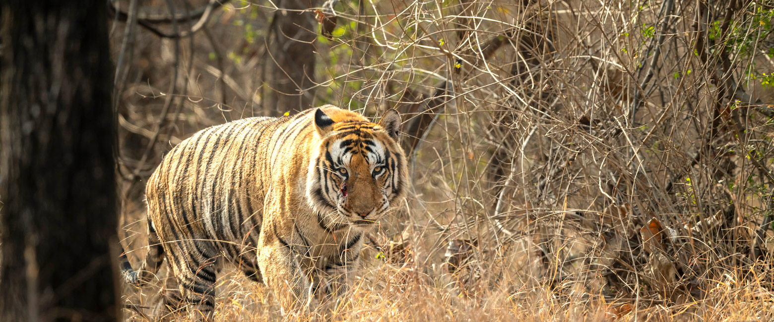 let us know your thoughts about India and we will help you create the perfect safari 