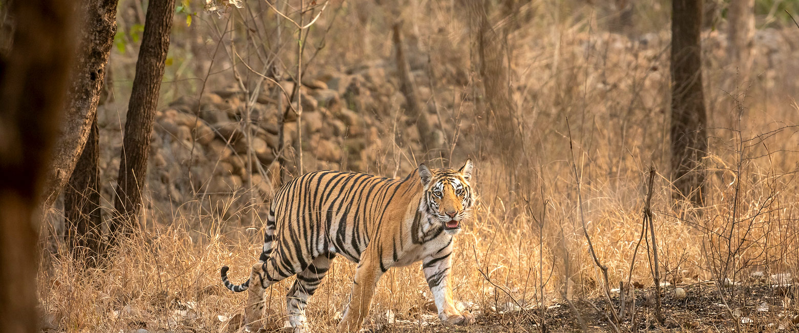 let us know your thoughts about India and we will help you create the perfect safari