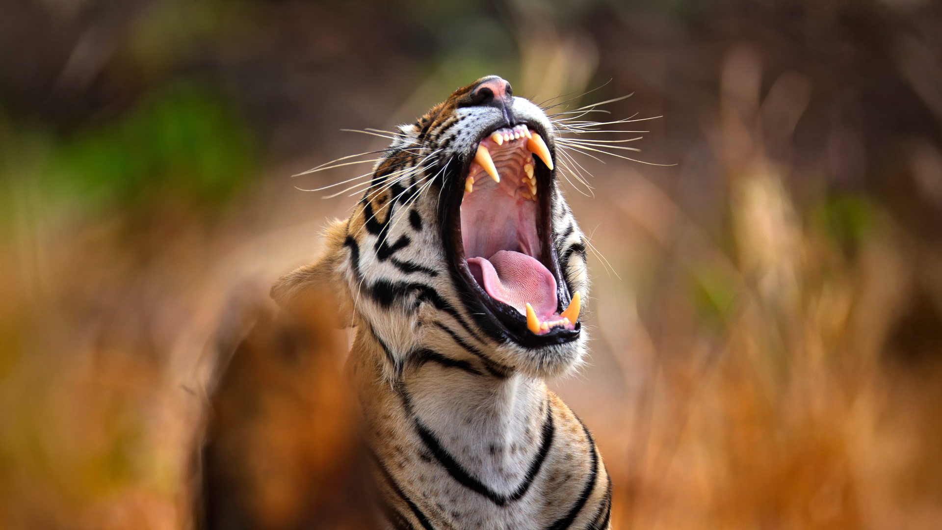 Safari to Ranthambore