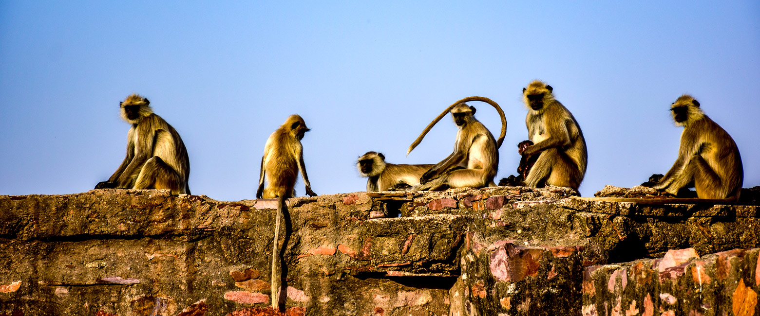 is the best tiger reserve in Rajasthan