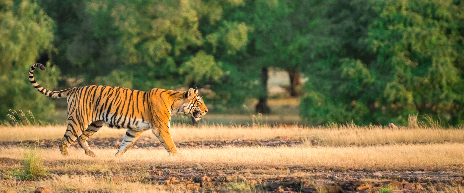 is a very high-quality property in the Ranthambore area