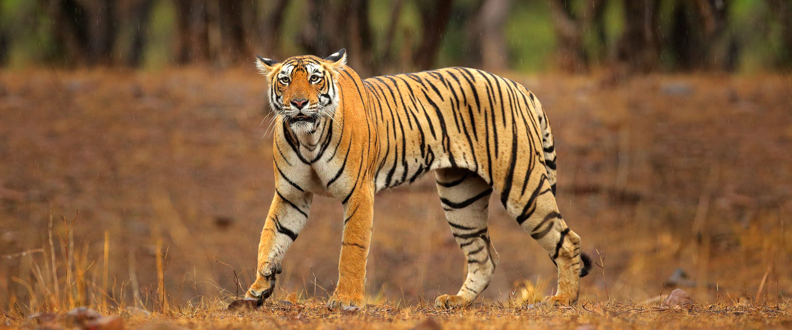 let us know your thoughts about India and we will make sure to deliver the perfect safari