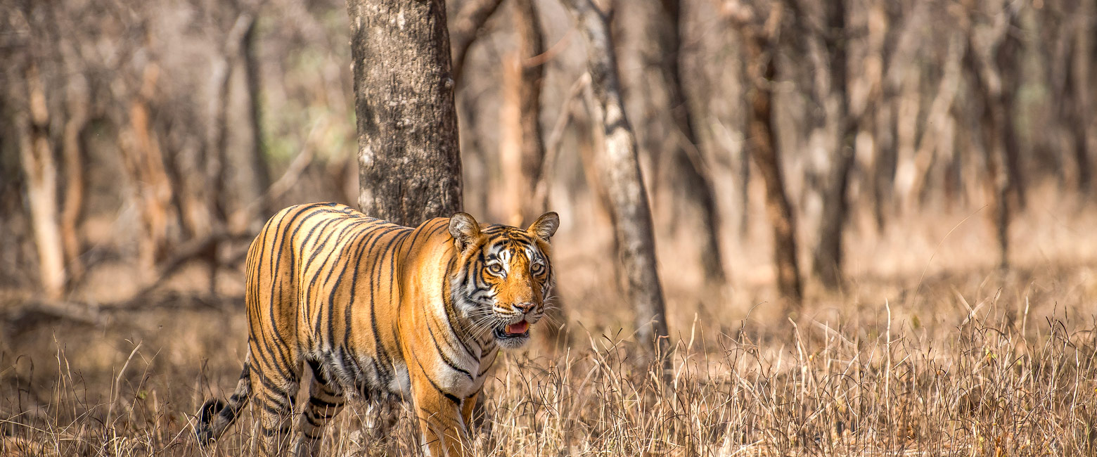 let us know your thoughts about India and we will help you create the perfect safari