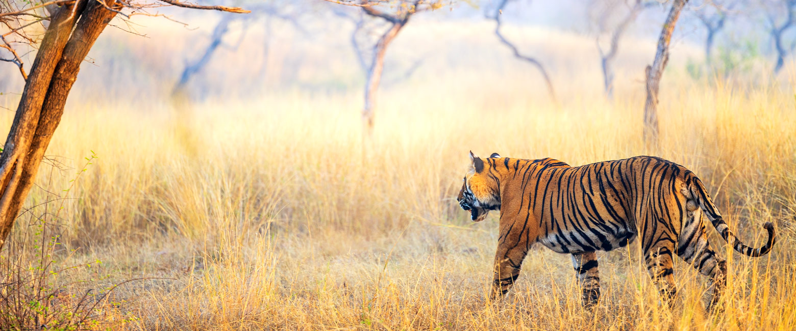let us know your thoughts about India and we will help you create the perfect safari 