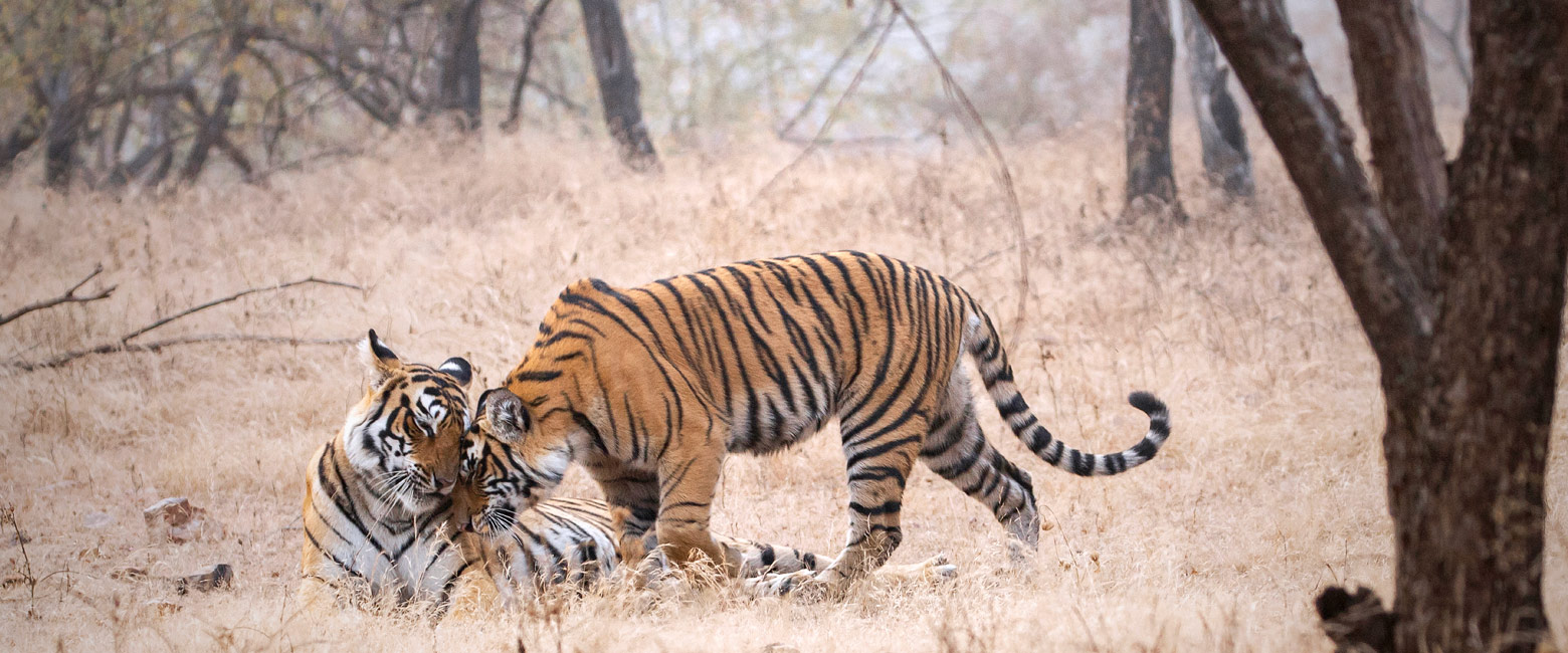let us know your thoughts about India and we will help you create the perfect safari