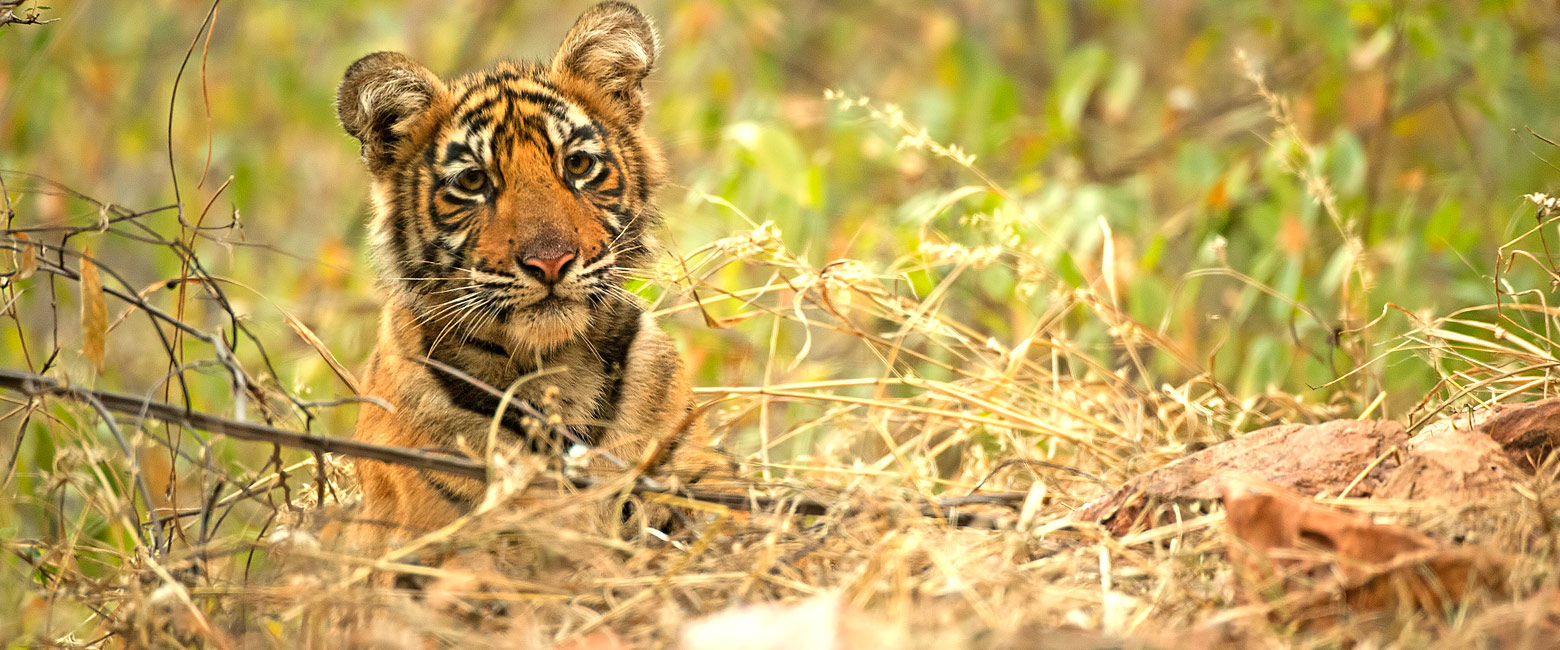 let us know your thoughts about India and we will help you create the perfect safari