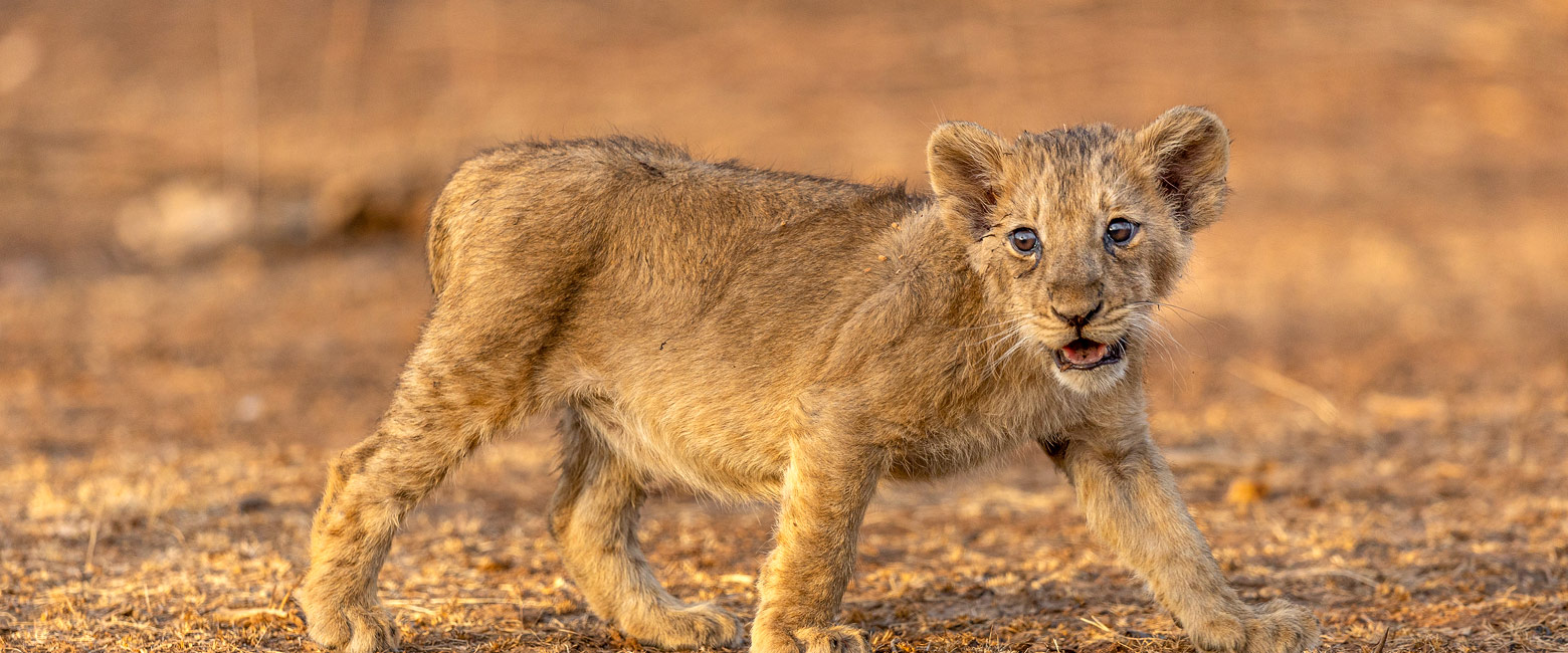 let us know your thoughts about India and we will help you create the perfect safari 