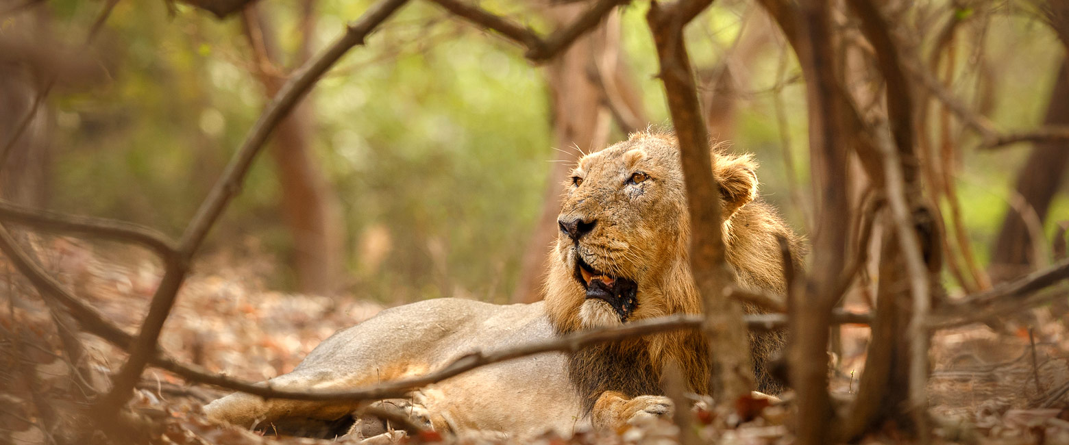 let us know your thoughts about India and we will help you create the perfect safari 
