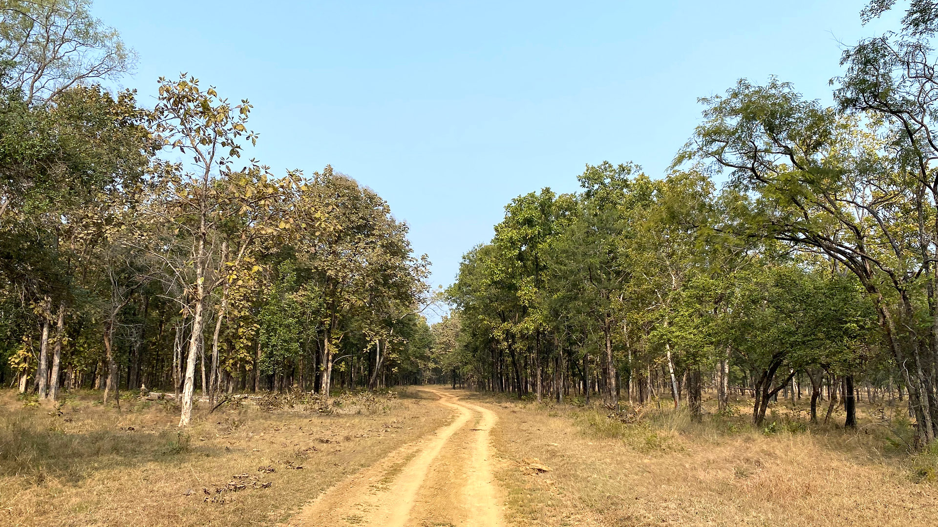Safari to Satpura
