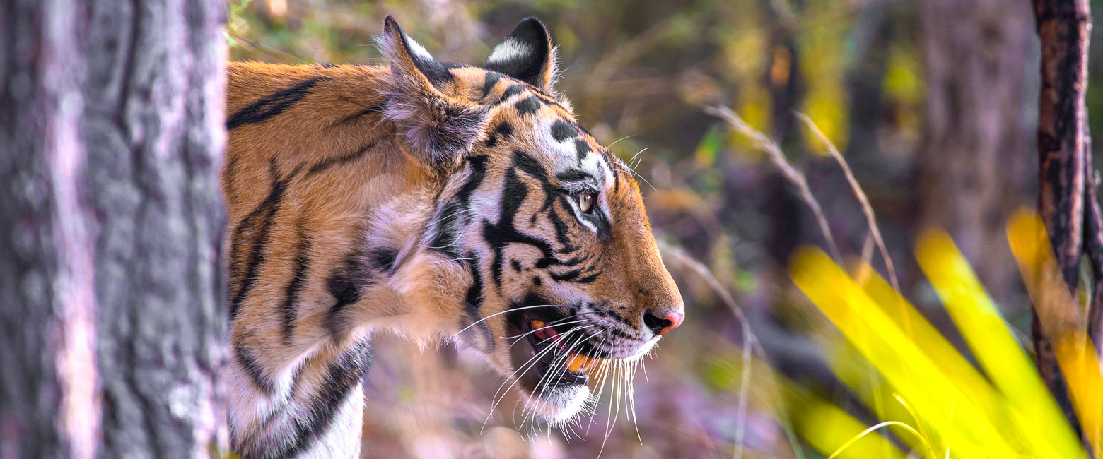 is a mountainous reserve in central India