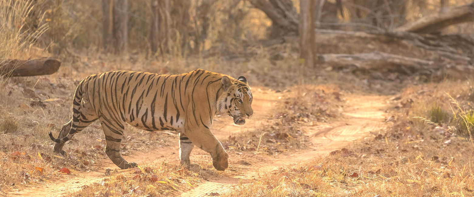 let us know your thoughts about India and we will help you create the perfect safari 