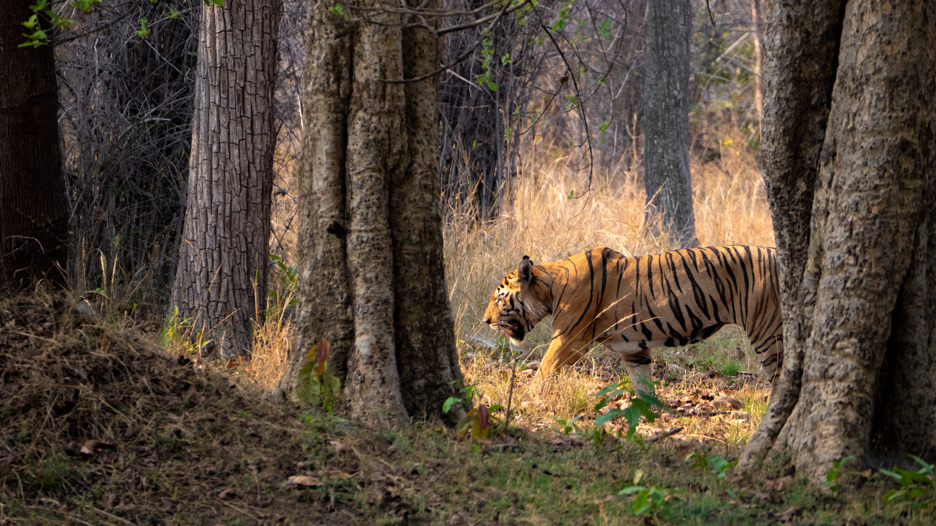 Tadoba