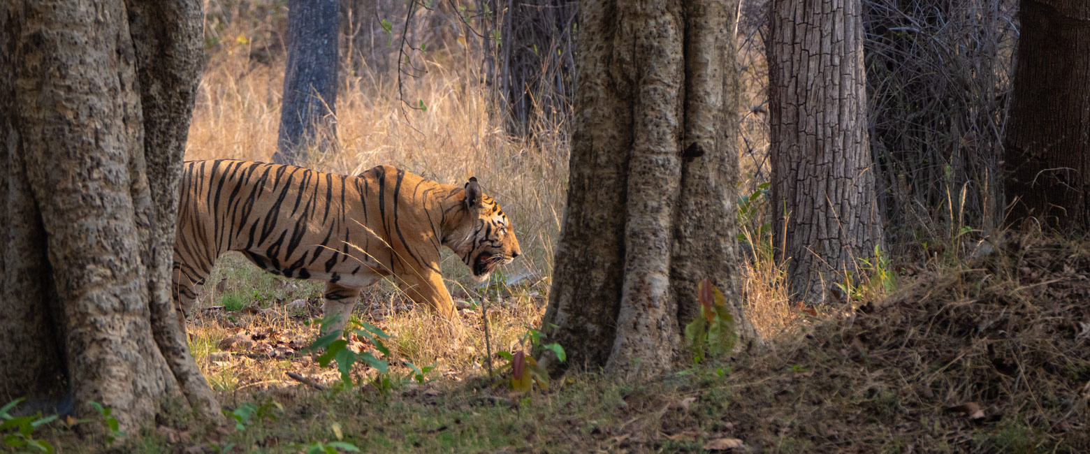 let us know your thoughts about India and we will help you create the perfect safari 