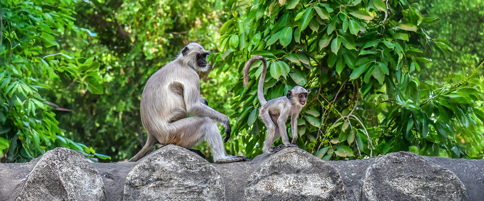 let us know your thoughts about India and we will help you create the perfect safari