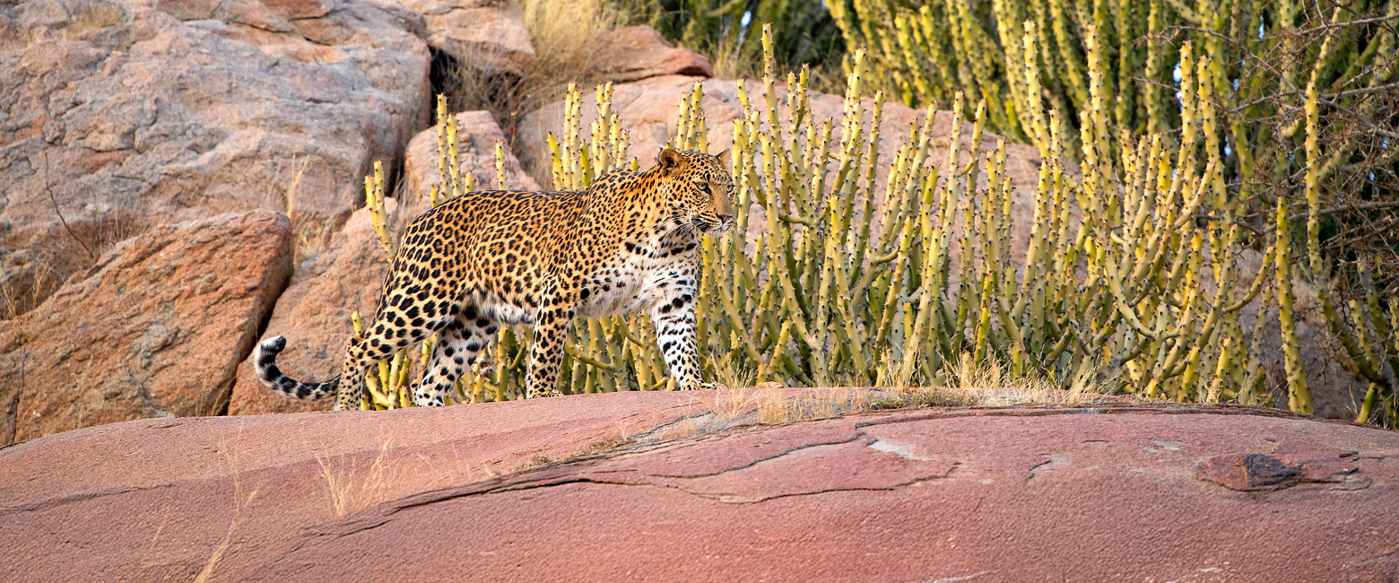 let us know your thoughts about India and we will help you create the perfect safari