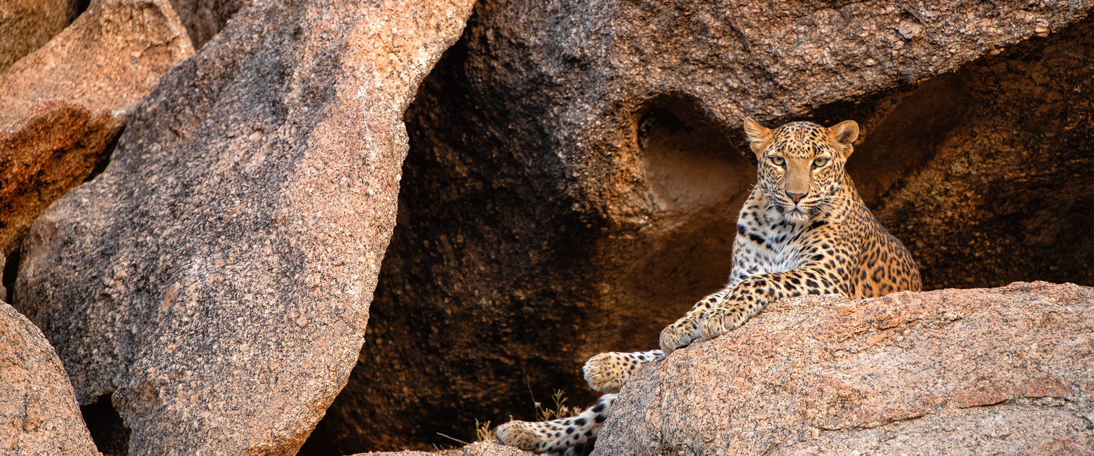 let us know your thoughts about India and we will help you create the perfect safari