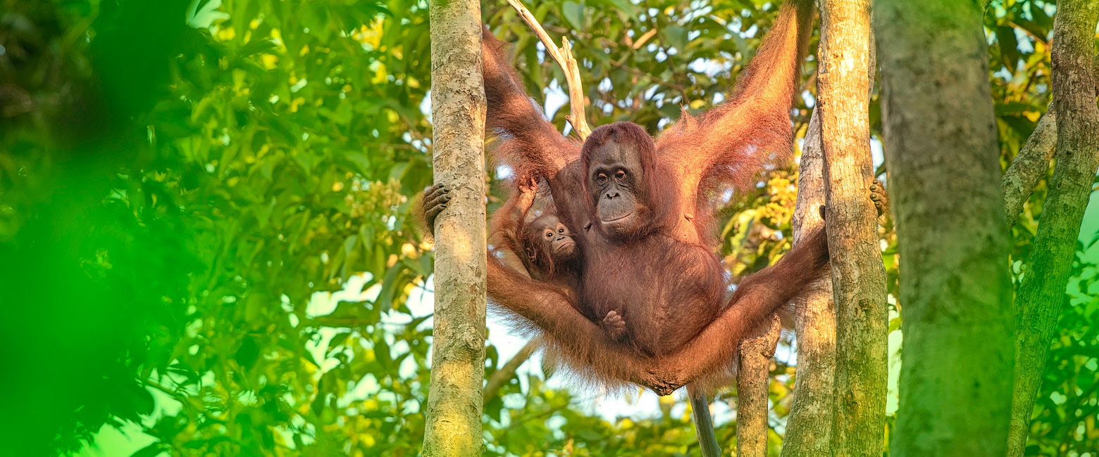 a country of rainforest, islands, and modern cities. 
